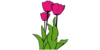 Tulips X Image